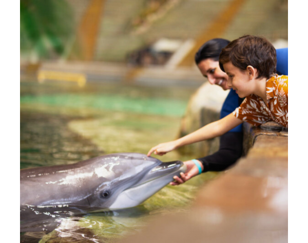 SeaWorld® Dolphin Encounter